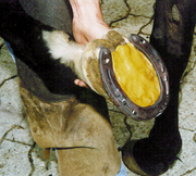 Hufleder-Kitt - gegen Stollenbildung - Pferdekram