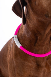 Leuchthalsband für Hunde LED - Pferdekram